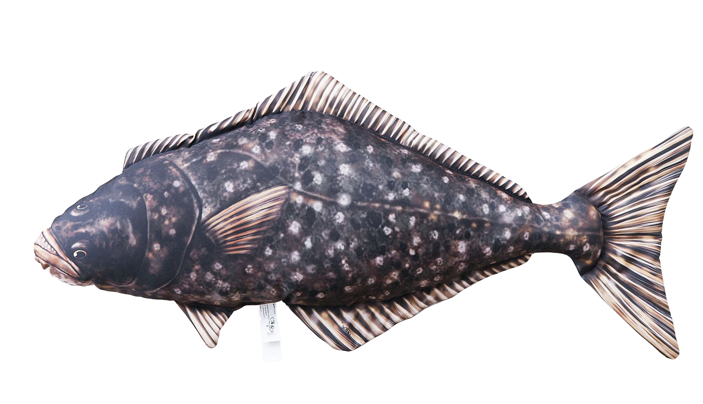 Fiskepute - Kveite - Hippoglossus hippoglossus - 72 cm