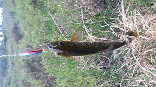 Tasmanian Devil - 45 Rainbow Trout