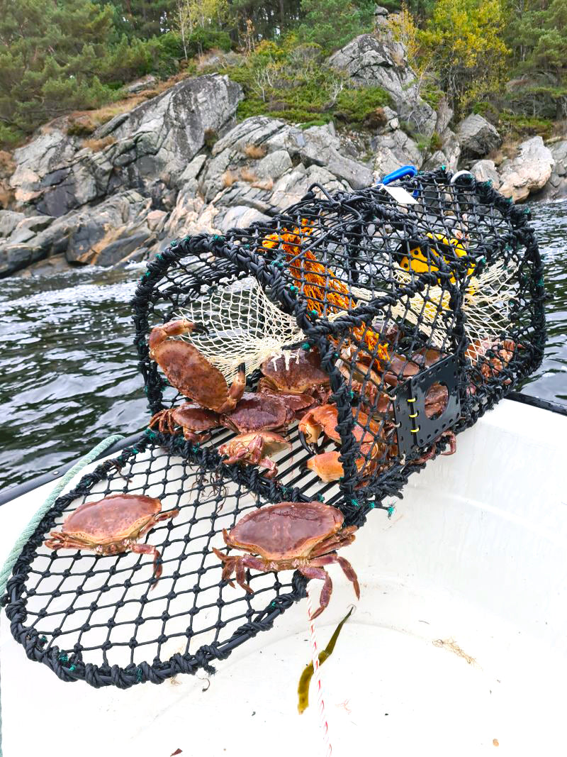 Krabbe/Hummerteine enkel - 62x45x40 cm - 5,5mm - 6kg